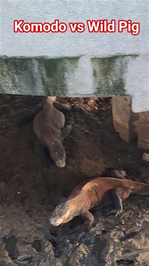 komodo dragon vs wild pig 2026 #shortvideo #komododragons