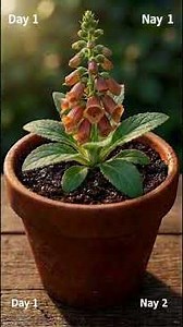This Beautiful Flower Is POISONOUS ☠️🌸 | Rusty Foxglove Growth