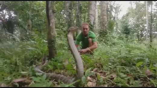 Traditional snake charmers working with cobras