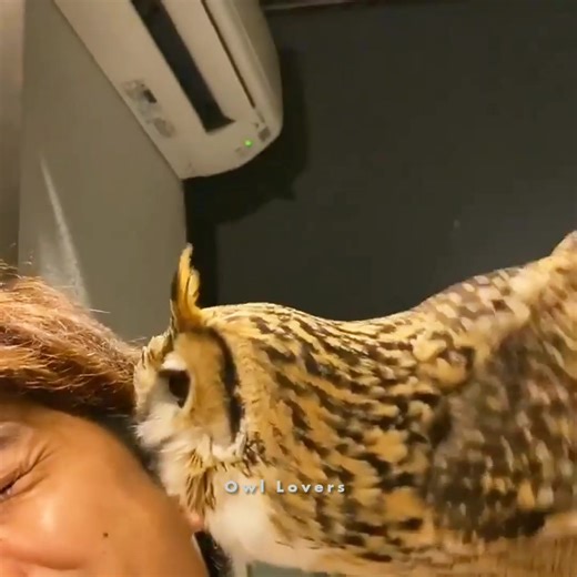 730K views · 37K reactions | So cute owl黎✨ #owl | Owl Lovers | Facebook