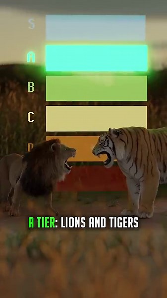 The fast cat ranking that sorts breeds into tiers in seconds