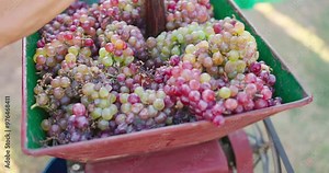Farmer loading bunches of grapes into grape crusher machine, winemaking process. Vintner using manual vintage crusher to make wine.