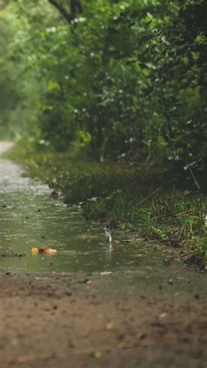 Rainy Forest Trail 🌧️ Calm Rain Sounds for Sleep