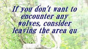 8 Steps to Howl Like a Wolf - video Dailymotion