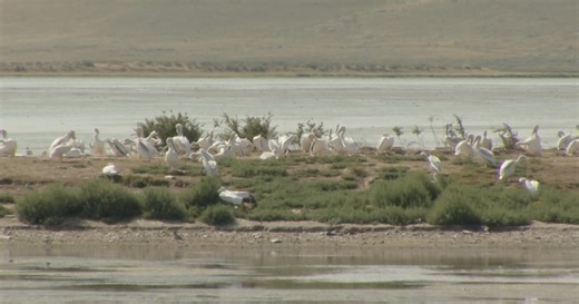 Waterfowl area named after Montana man who had passion for birds