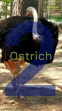 "7 Most Dangerous Birds That Attack Humans! ⚠️ #DangerAlert"