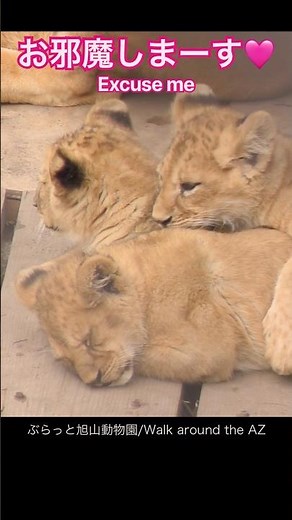 大好きな場所Love place＃ライオン #オリトイオイトフウレイ #ファミリー #赤ちゃん #lion #cute #animal #cubs