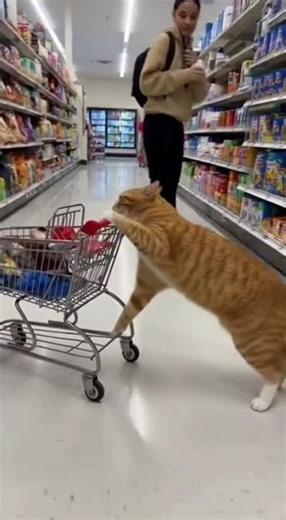 Cat Pushes Trolley in Supermarket! 😹🛒 | Cutest Shopper Ever