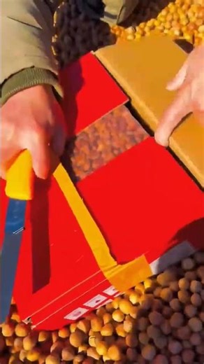 Fresh premium pistaco unboxing with simulator has Man #pistachio #agriculture