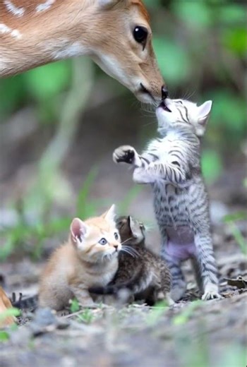 A Baby Deer Chose a Kitten as Family 🥰🐱🦌#FoundFamily #AnimalLove #Emotional #家族 #子鹿 #子猫 #동물사랑 #웃긴영상