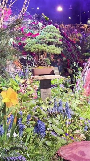 Flower show bonsai #bonsai ibringiteveryday