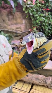 I am wearing gloves for a reason today, and that is because I am feeding a very grumpy monitor😳 This little monitor was definitely not in the mood today, so I made the right choice😅 . . . #angry #monitor #bites #me #wow #wildlife #fbpost #animals #animallovers #life #fun #wild #AmaZing #video #moment #facebook #fb #post | The Reptile Zoo