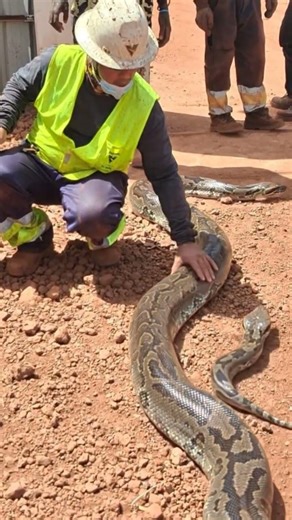 Large python caught by locals #guinea #python