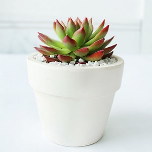 Echeveria Succulents | Types of Rosette Shaped Succulents for Sale