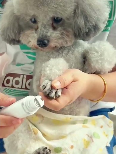 【ペットの爪ケア革命】犬猫に優しい安全な電動爪やすり！家庭で簡単プロ仕上げ
