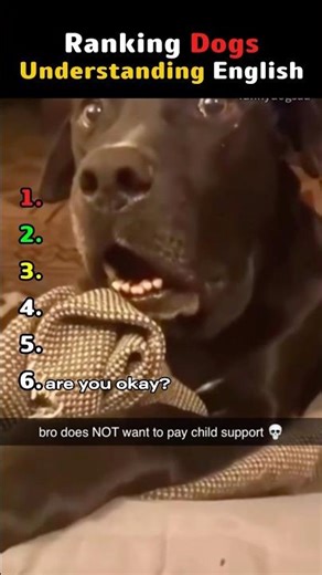 Ranking Dogs Understanding English Moment #shorts
