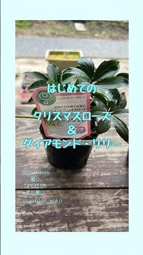 はじめてのクリスマスローズとダイヤモンド・リリー #shorts #ガーデニング #クリスマスローズ #ダイヤモンドリリー #ネリネ #用土 #横山園芸 #平田ナーセリー