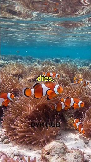 Fish That Change Sex: Nature's Incredible Ocean Adaptation