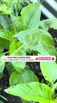 Reaping Callaloo Less than a Month after Planting