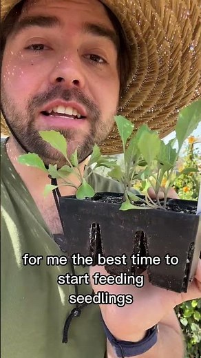 Fertilizing Seedlings: How and When