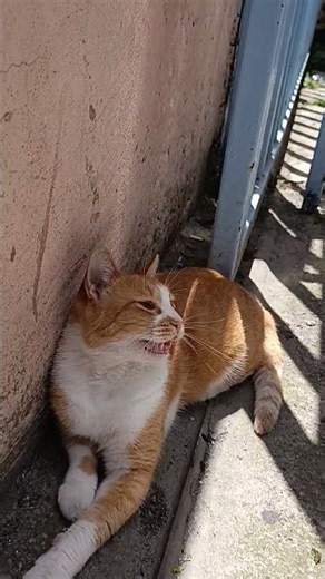 Turuncu kedi dinlenirken #kedi #kedivideoları