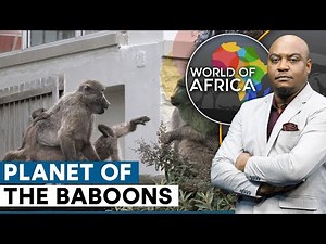 Cape Town Grapples With A Baboon Invasion | World Of Africa | WION