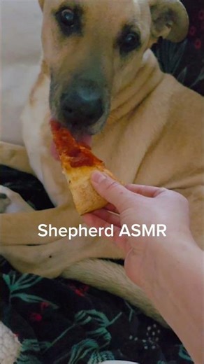 The only lip smacking acceptable! Do you agree? #dog #germanshepherd #labrador #shorts #funny