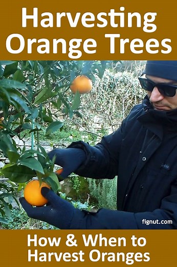 Harvesting Oranges (How and When to Harvest Oranges) - FigNut