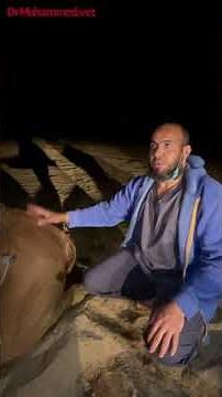 حقن الإبل في اللحم أو العضل.Intramuscular injection sites in camels.