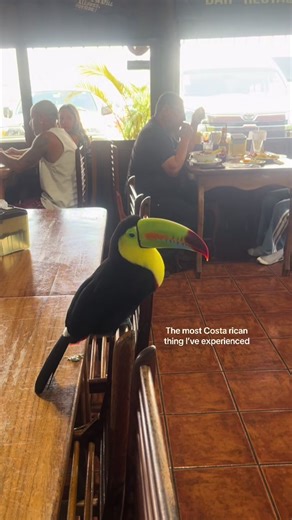 Exploring the Charm of Costa Rica with Toucans
