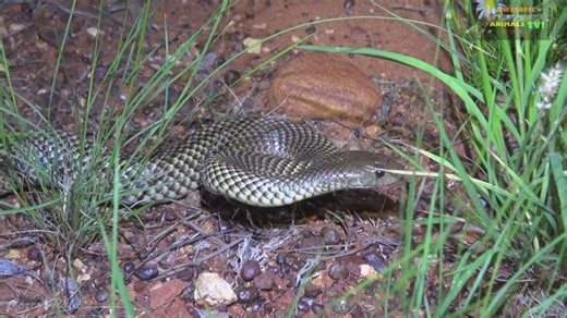 Comprehensive survey of Australian venomous snakes