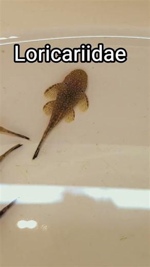 Dwarf Hypostomus plecostomus