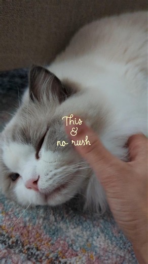 Cozy calm morning routine with ragdoll cats to start the day right