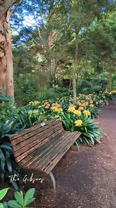 Clivia Miniata, they hides and thrive #gardens #walks #newzealand #auckland #clivia | The Gibsons of New Zealand