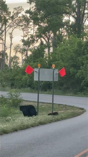Black Bear With Triplet Cubs On Blue Ridge Highway || ViralHog
