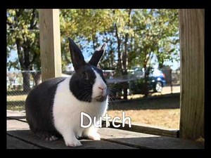 A-Z Of Rabbit Breeds