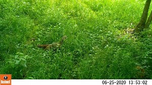 5.1K views · 69 reactions | How many turkey poults can you count in...