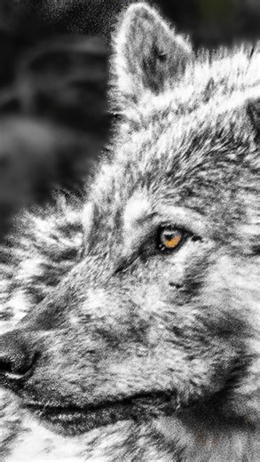 Lone wolf’s call answers the pack a quiet reminder why Yellowstone wolves matter! Wild, free, and worth protecting. #wolfconservation #yellowstonewolves #montanawildlife #wildandfree | Sylvia Borgonovo