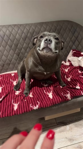 Adorable Staffy Puppy Moments You Can't Miss