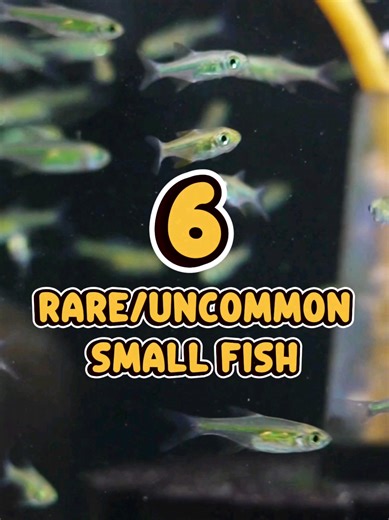 5 Unique Small Tetras and 1 Rasbora for Your Aquarium