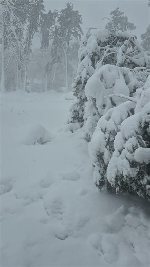 SnowHurricane! Branch Breaks!!