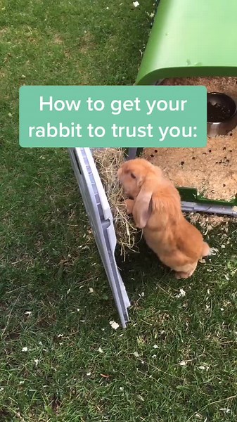 Building Trust with Your Rabbit: Expert Tips and Tricks!