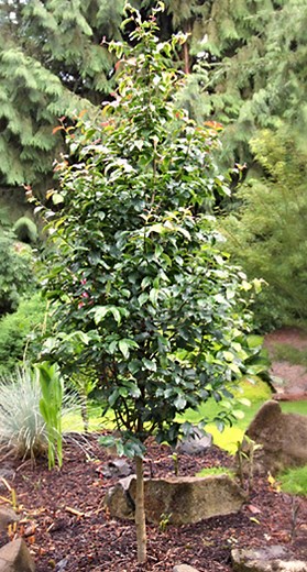 Persian Spire™ Upright Ironwood - Urban Forest Nursery, Inc.