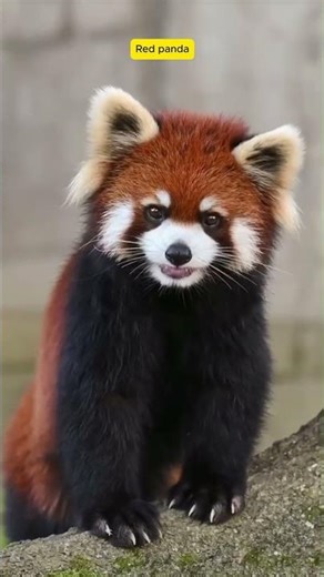 Red Panda’s Beautiful Calling in the Jungle | Rare & Peaceful Nature Sound! #animals #original