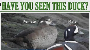 UC Davis researchers hunt for sightings of rare harlequin duck