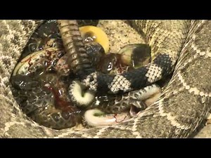 Geburt der Klapperschlangen