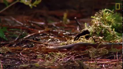 Some predators like the garter snake have developed counter-measures against this amphibians' lethal tetradotoxin. Some, however, have not... | National Geographic UK