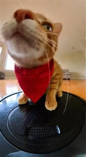 Calculated Risk: Incorrect (ERROR) 😹 #Shorts