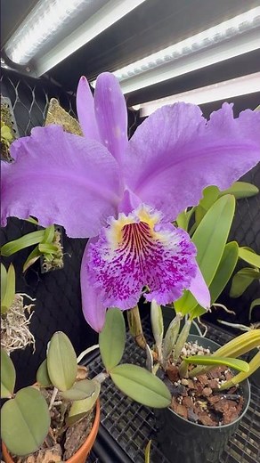 A stunning Cattleya lueddemanniana - a species orchid native to Venezuela! #orchid #cattleya #plants