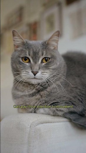 Why Does My Cat Stare at Me? 3 Meanings Explained #catbehavior #petparent #cats